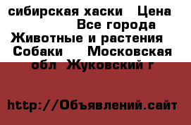 l: сибирская хаски › Цена ­ 10 000 - Все города Животные и растения » Собаки   . Московская обл.,Жуковский г.